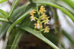 Cleisostoma tenuifolium